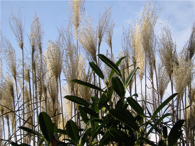 Miscanthus sinensis 